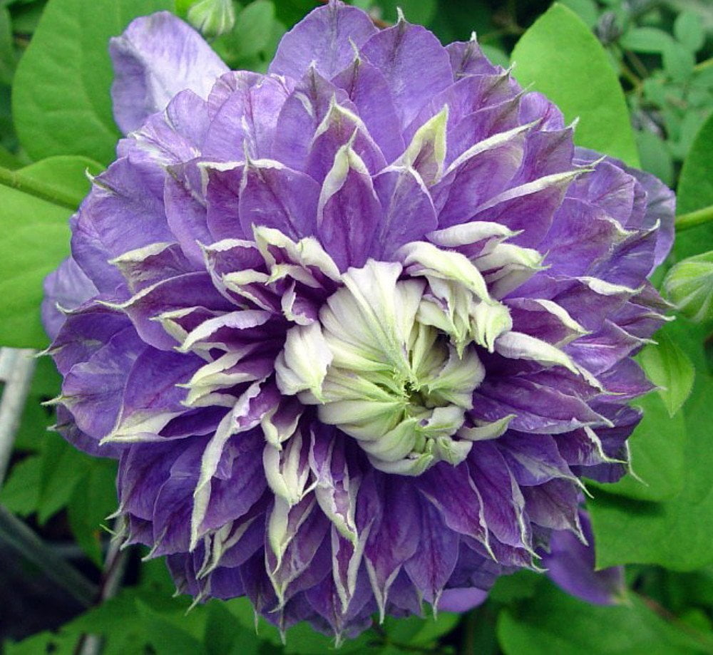 Blue Light Clematis Vine - Blooms Spring & Fall - 2.5" Pot