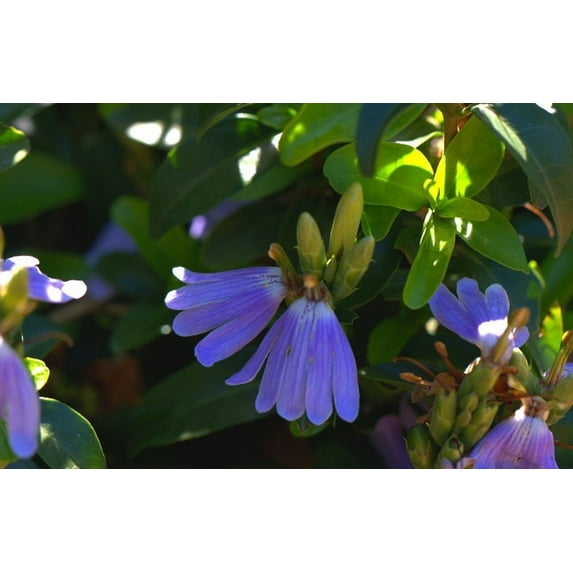 Blue Lips Plant - Mazabuka - Sclerochiton harveyanus - 4" Pot