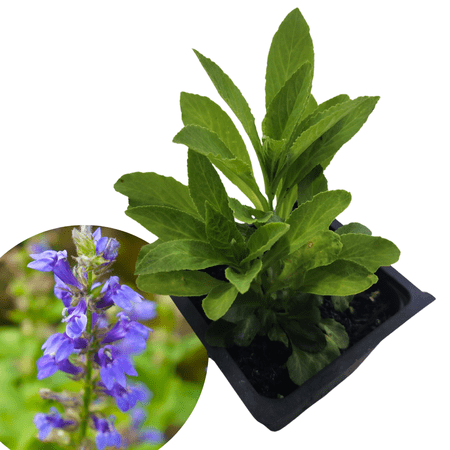 Blue Lobelia (Lobelia siphilitica) Organic Plant in 2.5-inch Pot by Smoke Camp Crafts - Blue Cardinal Flower, Great Blue Lobelia