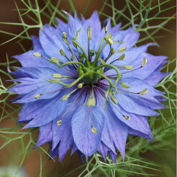 Blue Love in a Mist, Nigella Damascena Flower Seed, 200 Count, Flower Seeds for Planting