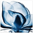 thumbnail image 1 of Blue Magnolia X-Ray Frameless Free Floating Tempered Glass Panel Graphic Wall Art - Blue - 24in. x 24in., 1 of 1