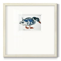 Blue MallardPremium Framed Print