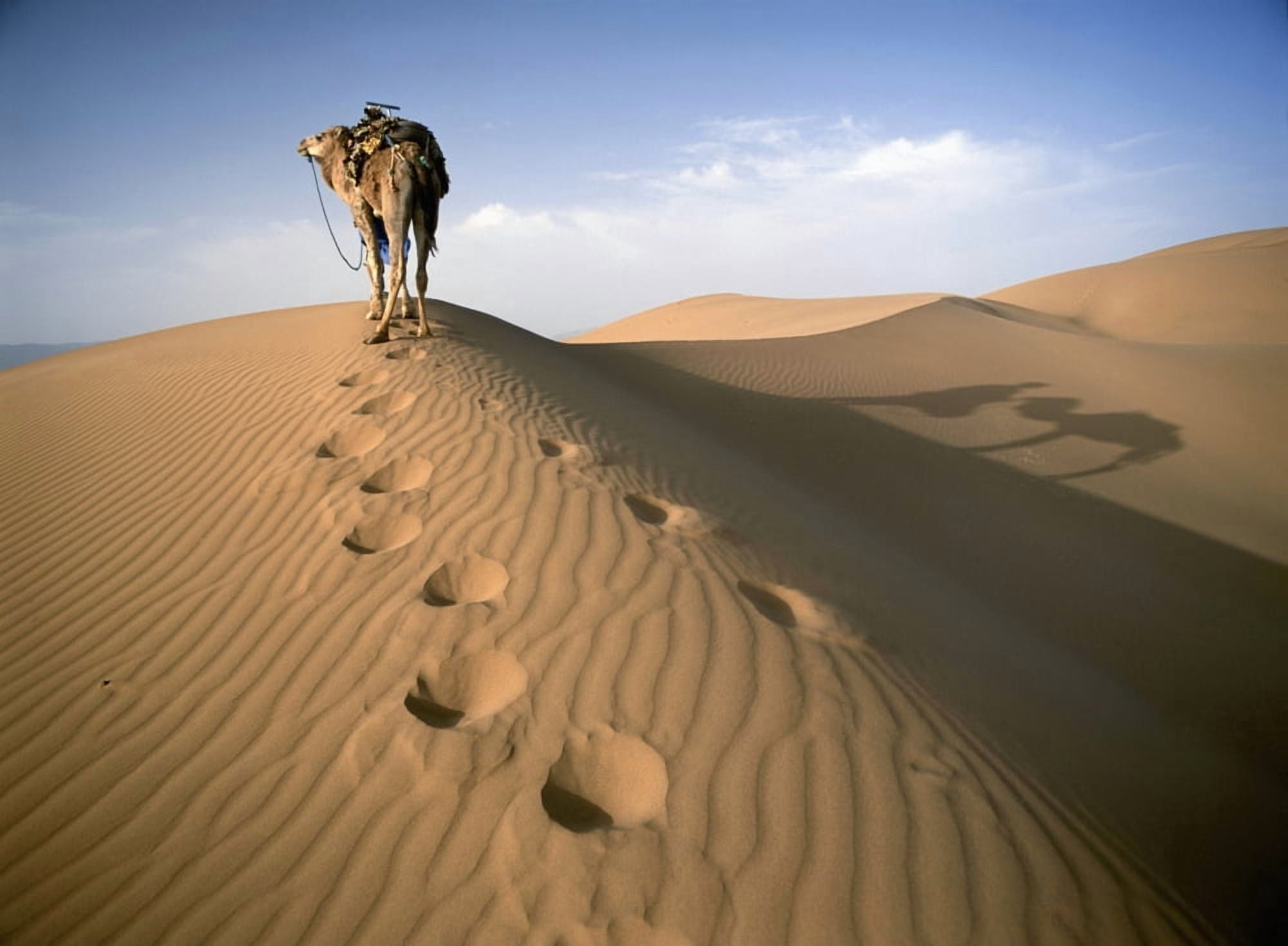Blue Man Tribe Of Saharan Traders With Camel At Dawn In Dunes Canvas Art - Ian Cumming Design Pics (36 x 26)