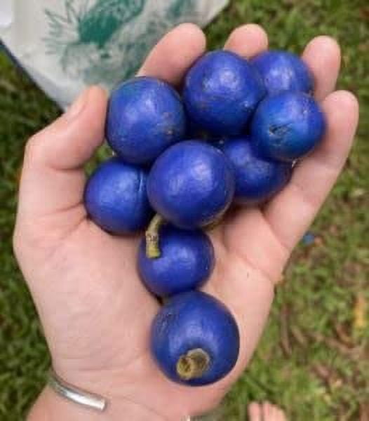 CZ Grain Elaeocarpus Blue Marble Tree Plant Seeds (5 Pack), Rare ...