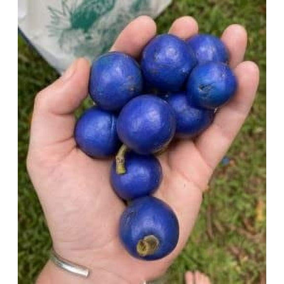 CZ Grain Elaeocarpus Blue Marble Tree Plant Seeds (5 Pack), Rare