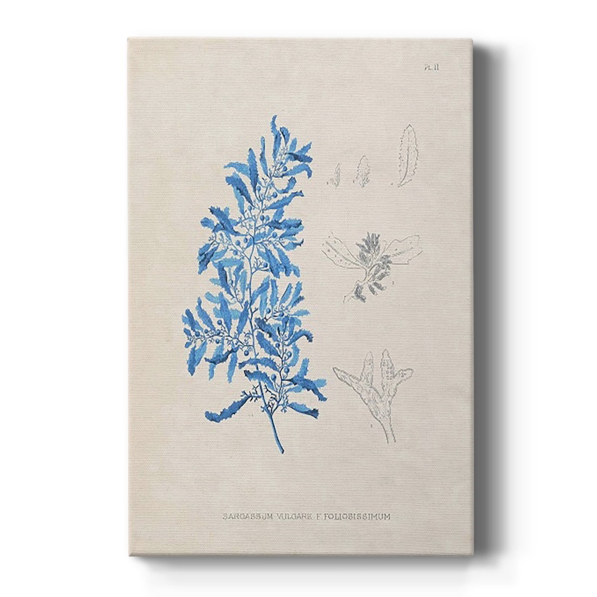 Blue Marine Algae VI Premium Gallery Wrapped Canvas - Ready to Hang