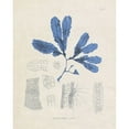 thumbnail image 1 of Blue Marine Algae VII Poster Print - Studio Vision, 1 of 3