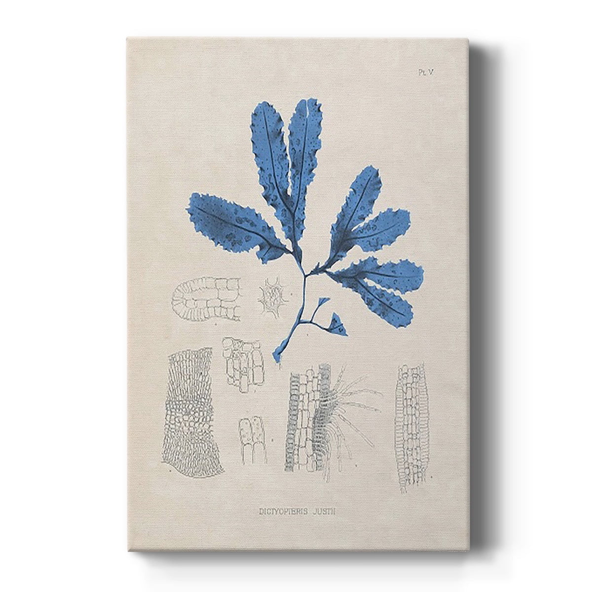Blue Marine Algae VII Premium Gallery Wrapped Canvas - Ready to Hang