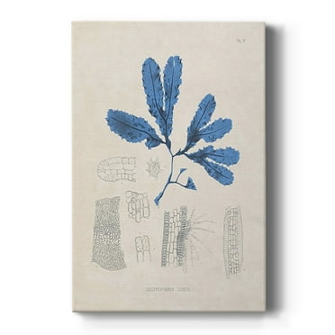 Blue Marine Algae VII Premium Gallery Wrapped Canvas - Ready to Hang