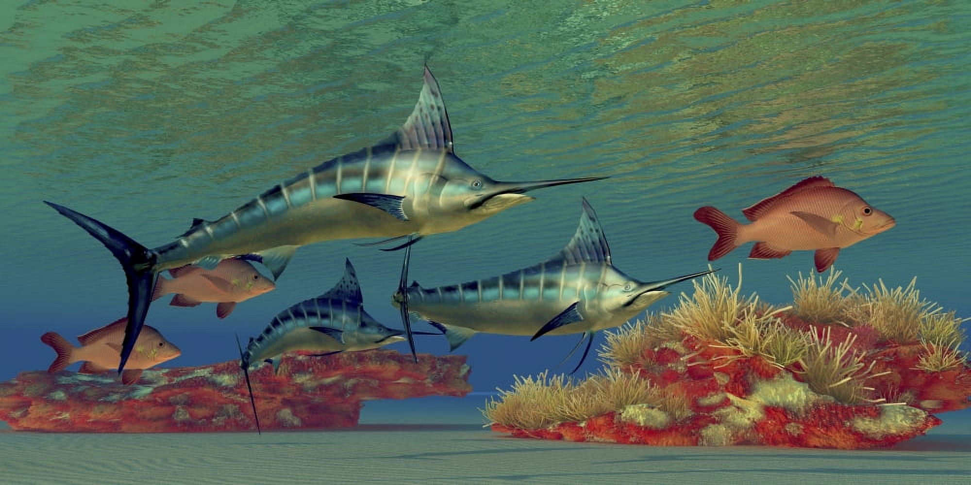 Blue Marlin and Humpback Red Snapper fish Canvas Art - Corey FordStocktrek Images (40 x 20)