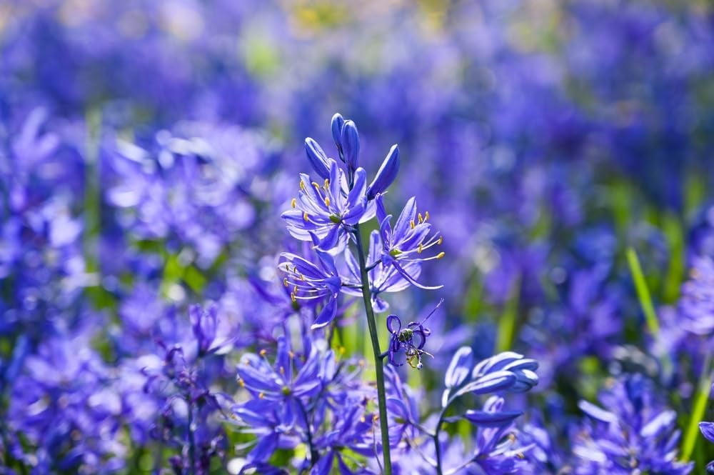 Blue Melody Bulbs for Planting Camassia Quamash Easy to Grow