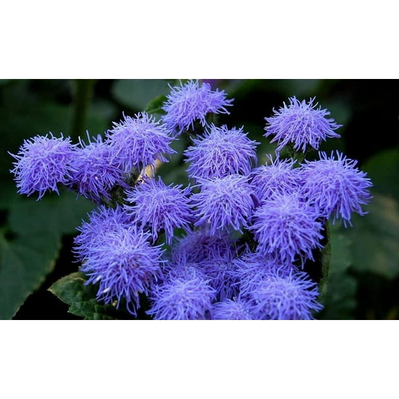 Blue Mink Flossflower Seeds for Planting (500 Seeds) - Ageratum houstonianum