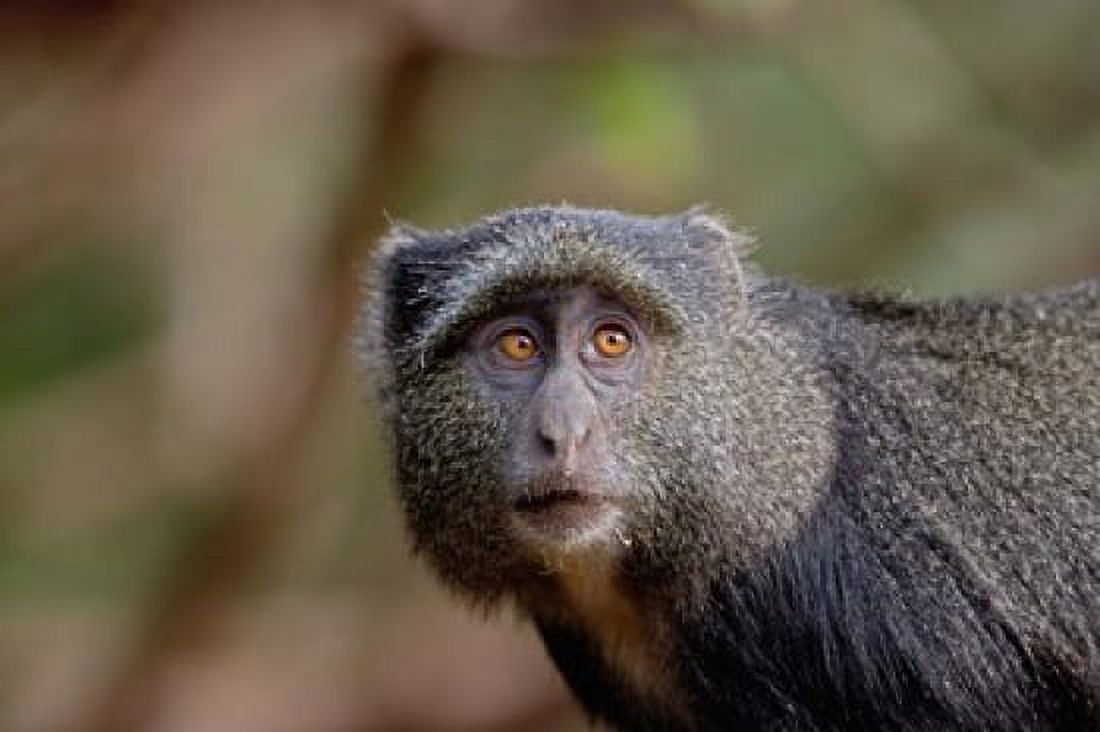 Blue Monkey Lake Manyara National Park Tanzania Canvas Art - Adam Jones DanitaDelimont (35 x 23)