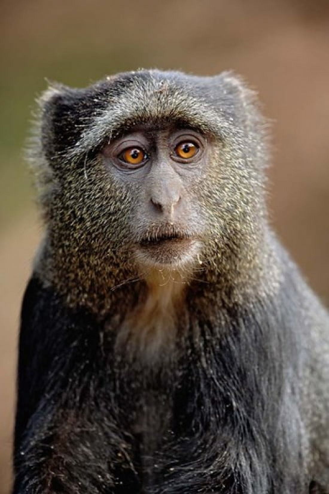 Blue Monkey Tanzania Canvas Art - Adam Jones DanitaDelimont (23 x 35)