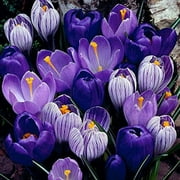 "Blue Moon" Crocus Mix - 20 Large Bulbs to Grow - Vibrant Purple and Blue Blooms. Perennial Flowers, Ships from Iowa, USA