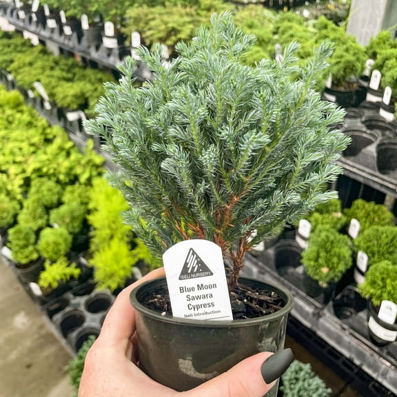 Blue Moon Sawara Cypress
