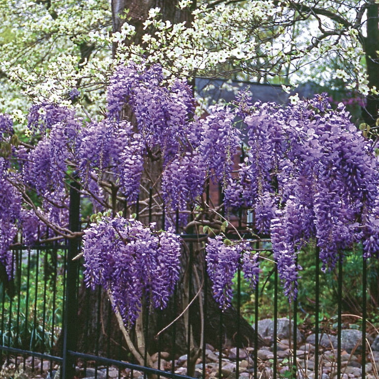 Wisteria Purple Root Stock (1-set)