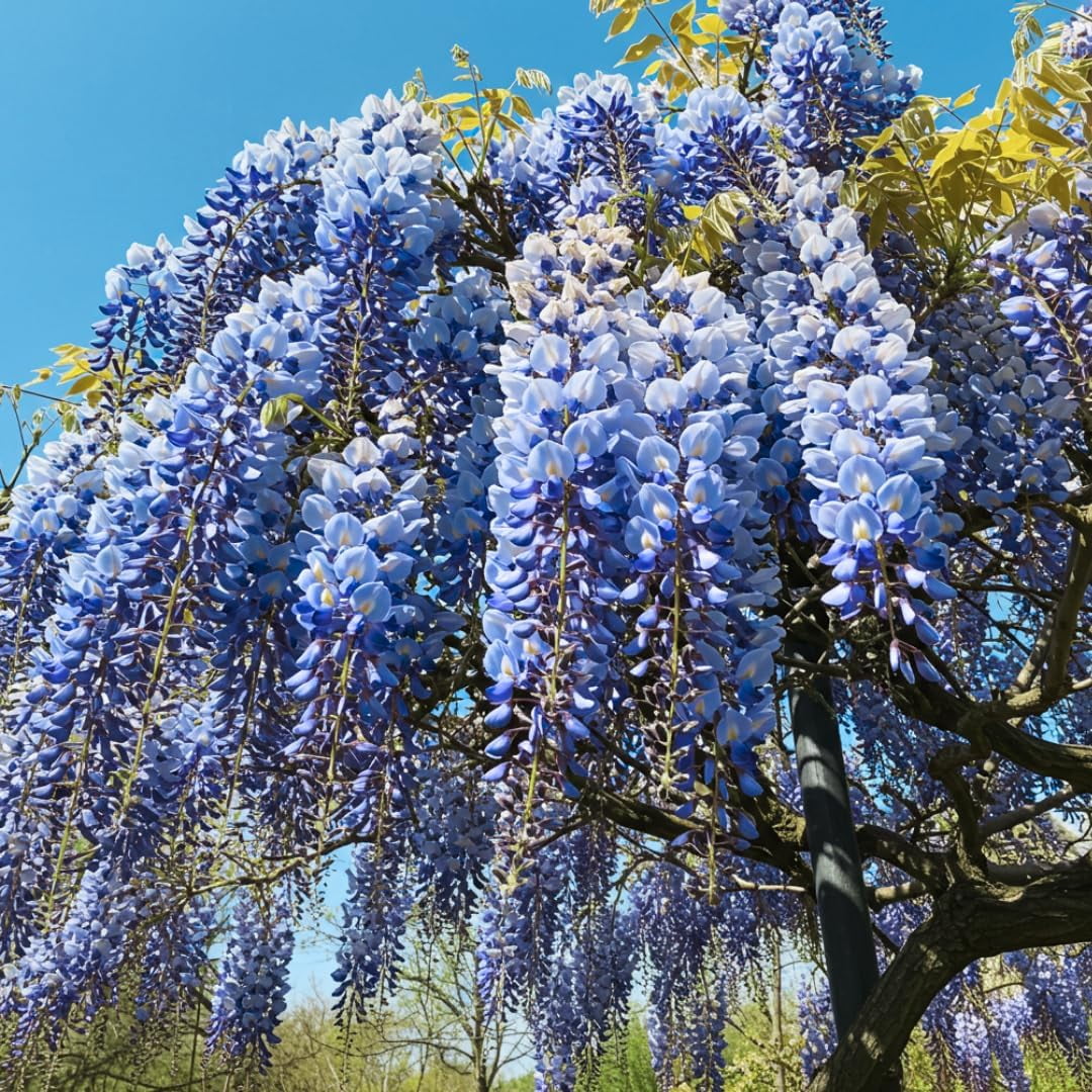 Wisteria Shrub