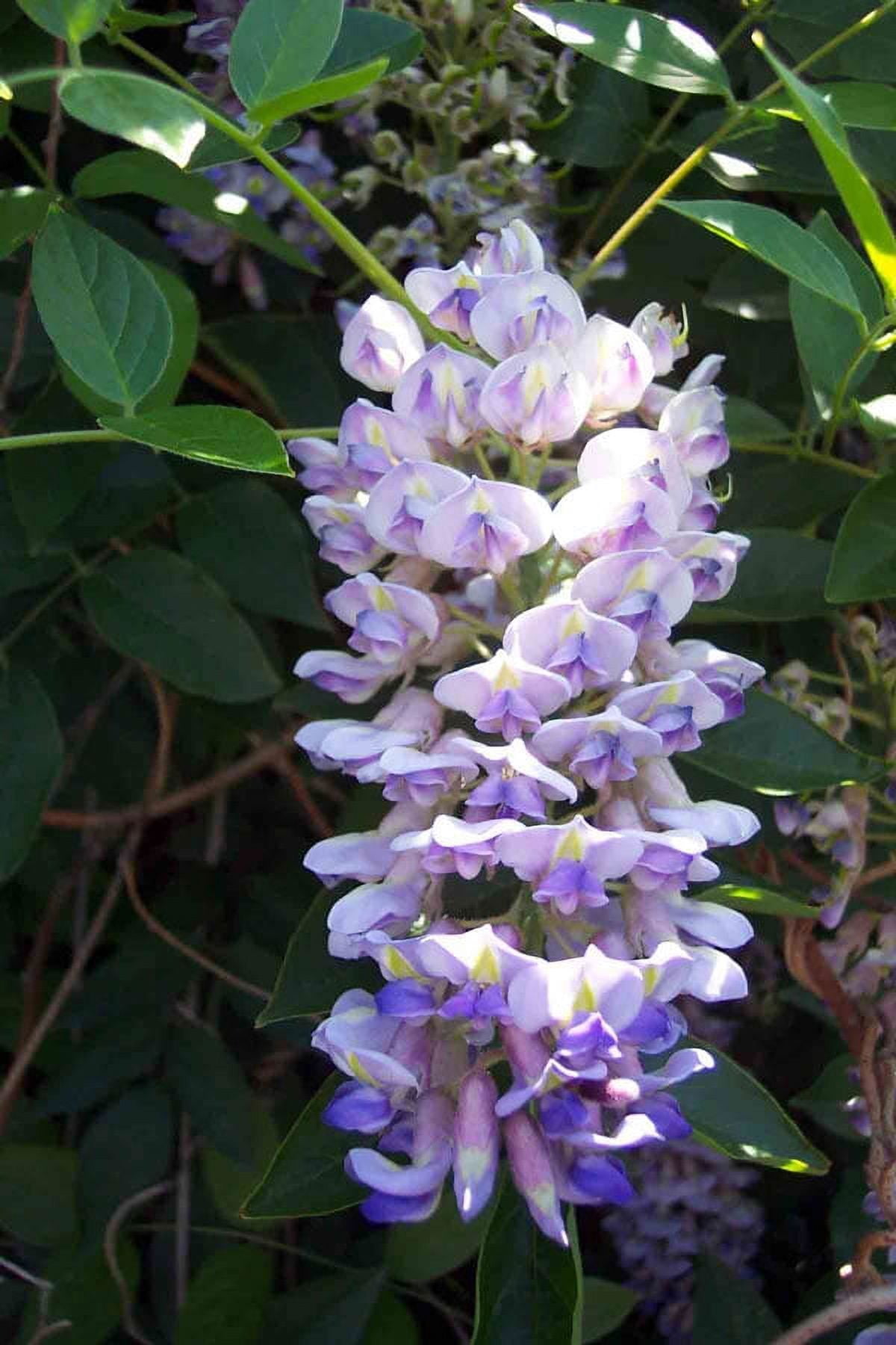 Blue Moon Wisteria Vine - Huge Fragrant Blooms - 4" Pot