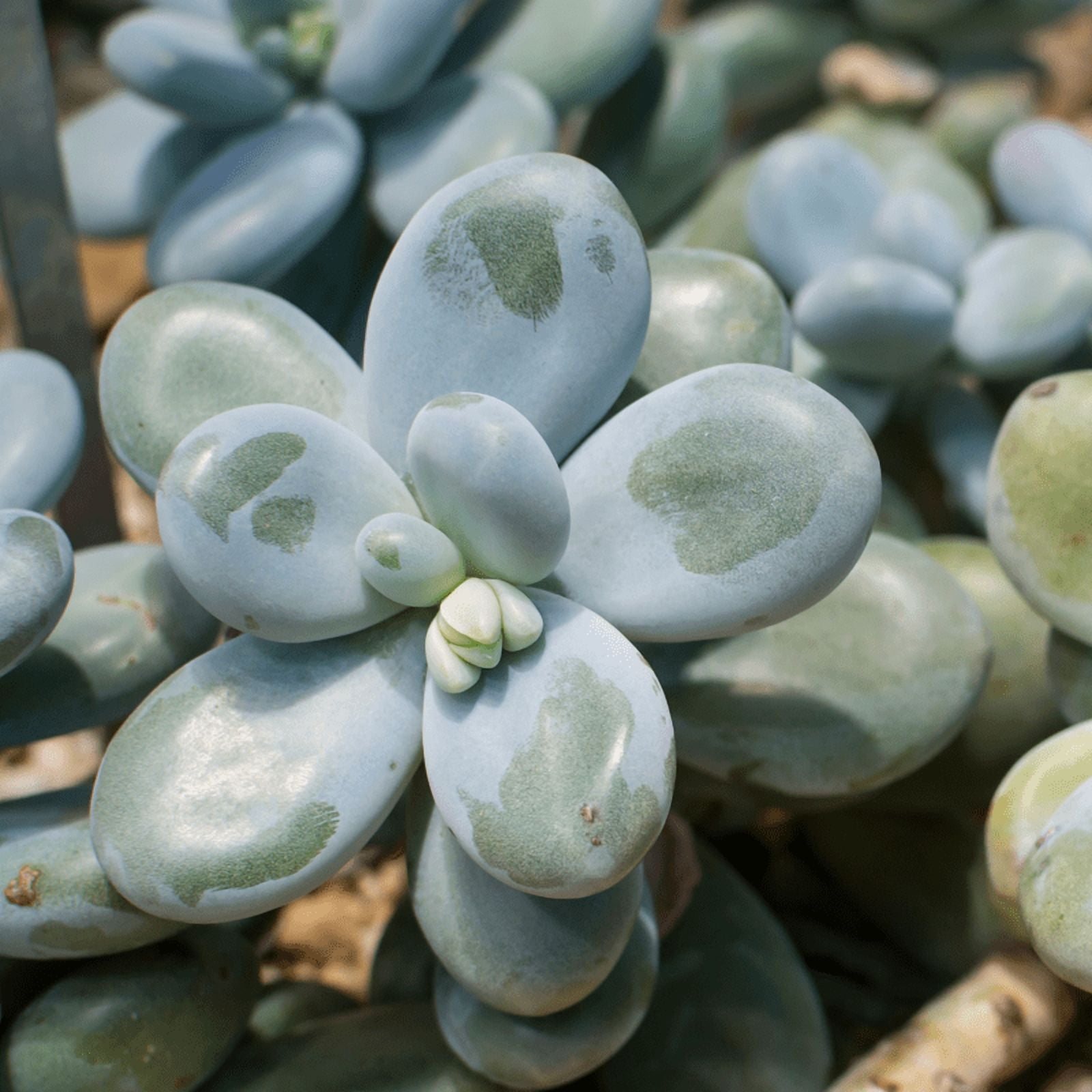 lola succulent Echeveria 'Lola' 4 Inch