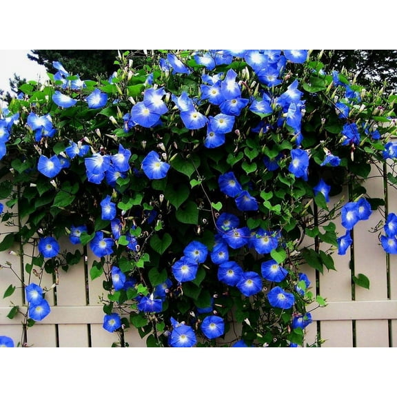 Blue Morning Glory Climbing Vine | 100 Seeds to Plant | Beautiful Flowering Vine