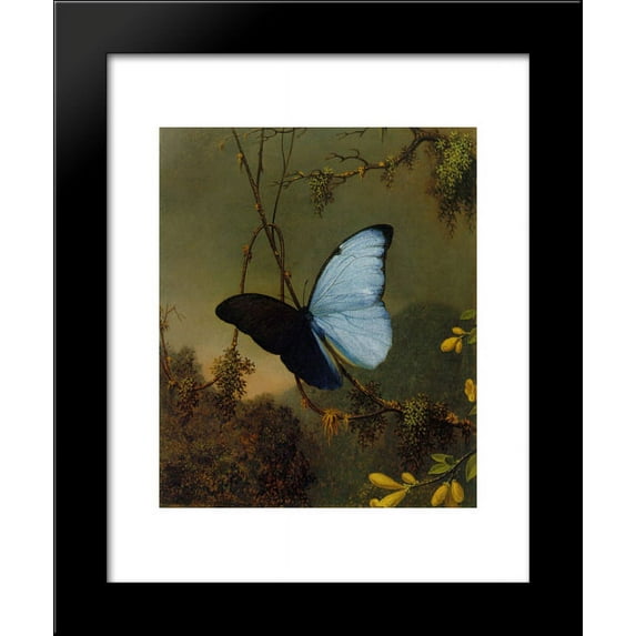 Blue Morpho Butterfly 20x24 Framed Art Print by Martin Johnson Heade