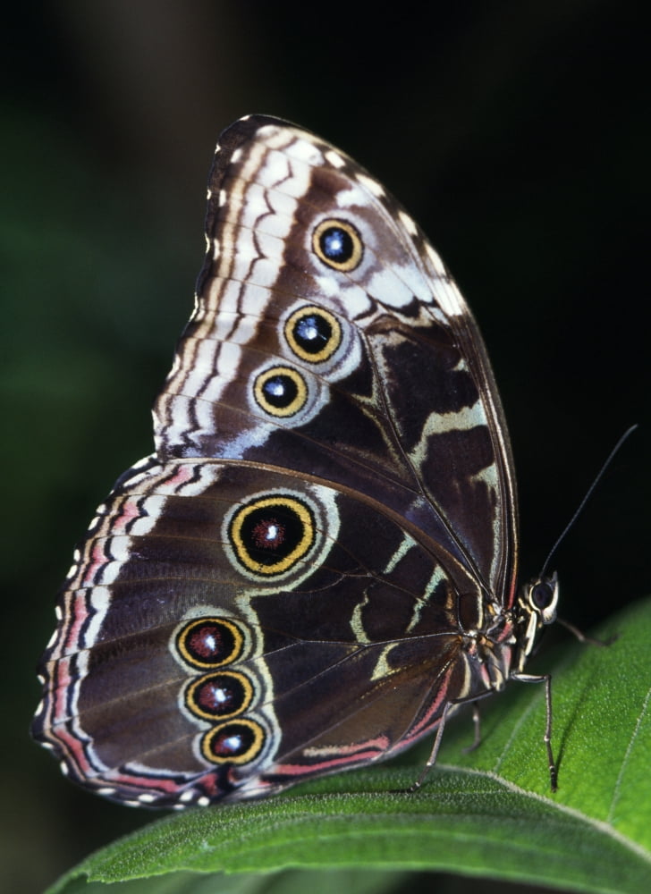 Blue Morpho Butterfly Canvas Art - Natural Selection Ralph Curtin Design Pics (26 x 34)