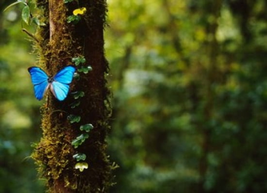 Blue Morpho Butterfly Costa Rica Canvas Art - Panoramic Images (17 x 12)