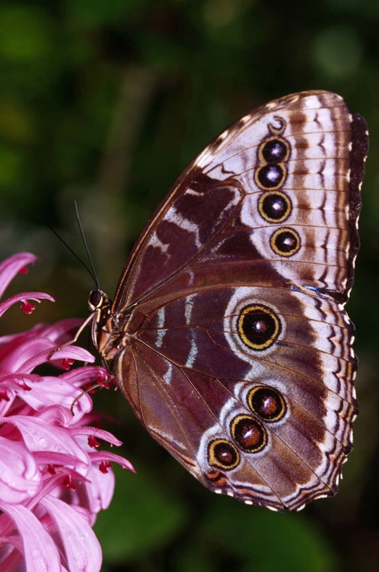 Blue Morpho Butterfly On Flower Canvas Art - Natural Selection Ralph Curtin Design Pics (24 x 36)