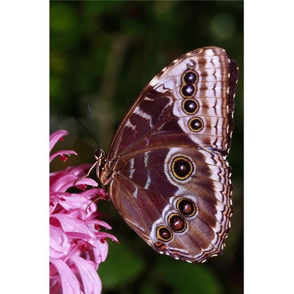Blue Morpho Butterfly On Flower Poster Print by Natural Selection Ralph Curtin, 24 x 36 - Large