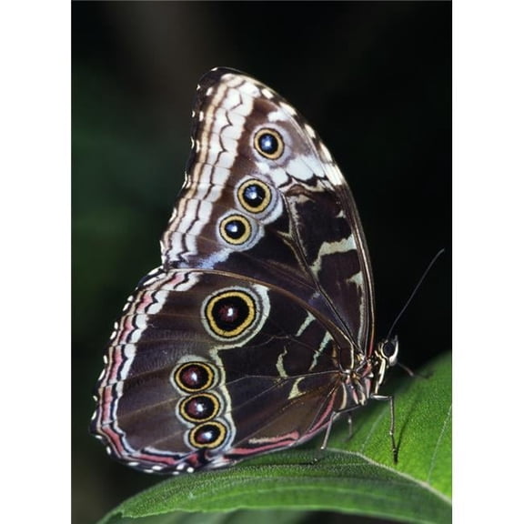 Blue Morpho Butterfly Poster Print by Natural Selection Ralph Curtin, 26 x 34 - Large