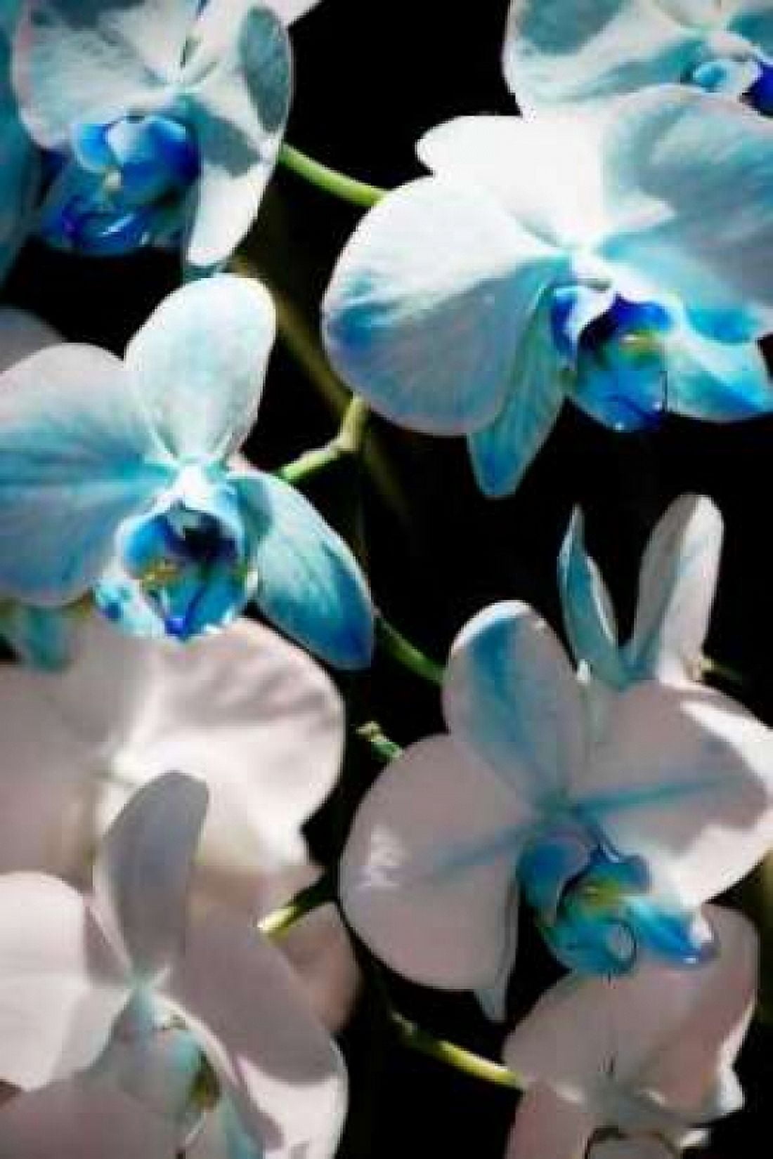 Blue Moth Orchids I Canvas Art - Alan Hausenflock (20 x 28)