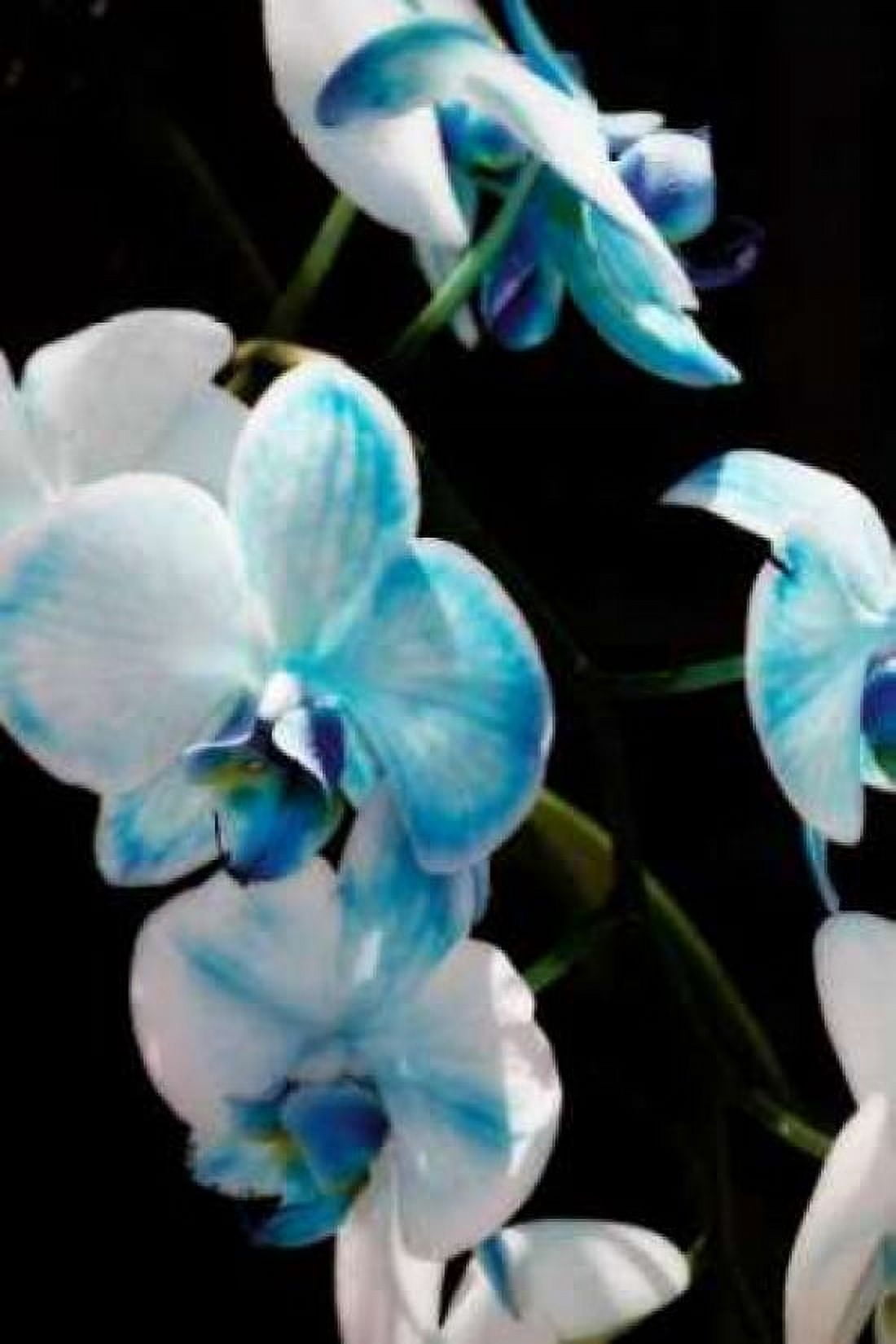 Blue Moth Orchids II Canvas Art - Alan Hausenflock (20 x 28)