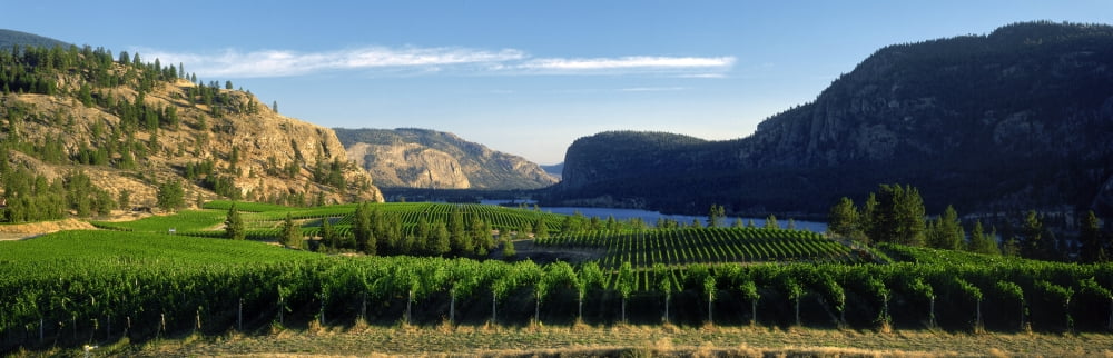 Blue Mountain Vineyard British Columbia Canada Canvas Art - David Nunuk Design Pics (36 x 13)