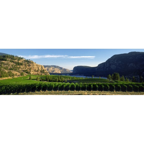 Blue Mountain Vineyard British Columbia Canada Canvas Art - David Nunuk Design Pics (36 x 13)