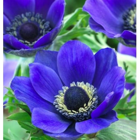 Blue Mr. Fokker Anemone Bulbs for Planting - Easy to Grow Perennial Flower Bulbs - Colorful Spring Flowers (10 Bulbs)
