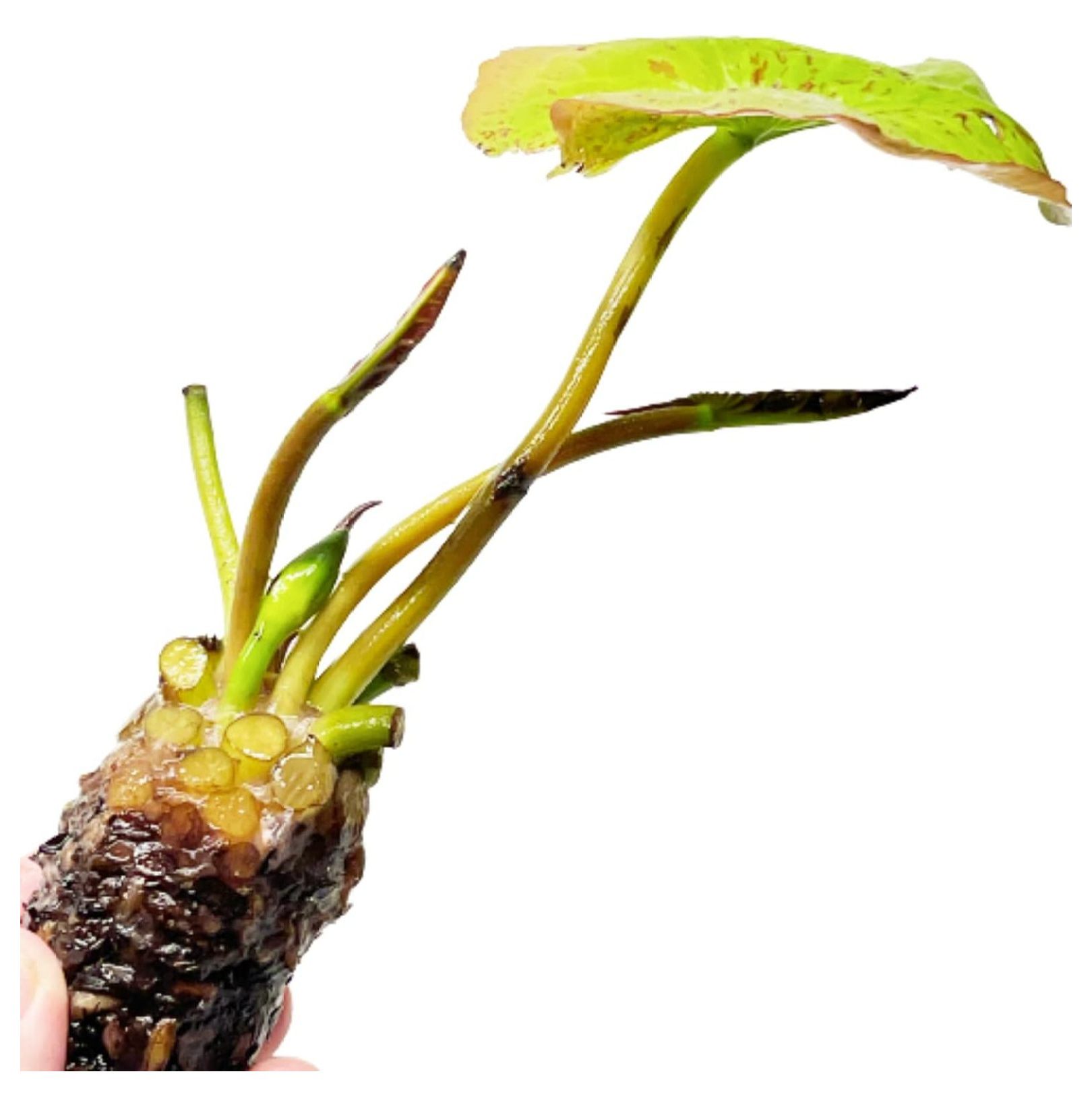 Blue Nymphaea Geena Live Aquarium Plant Tropical Water Lilies Tuber for Freshwater Fish Pond