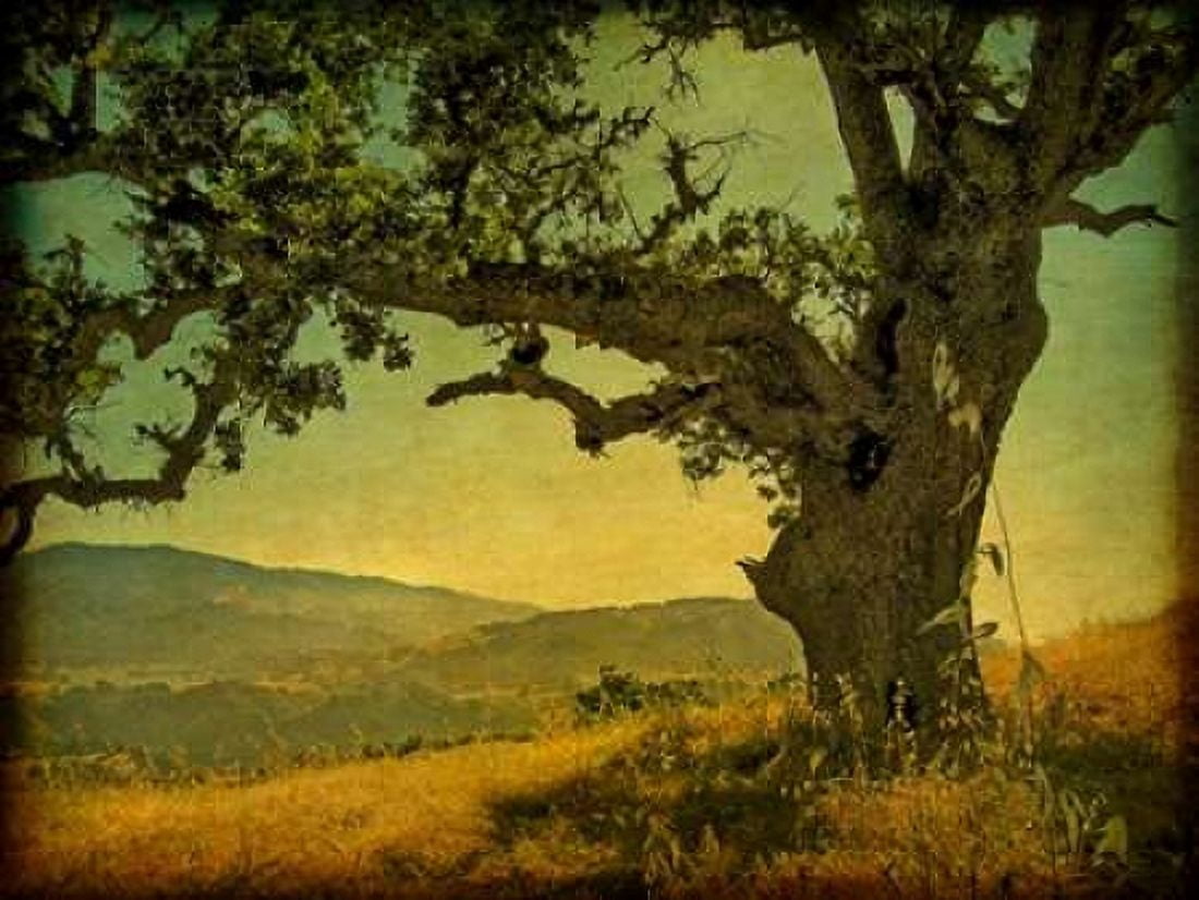 Blue Oak Hilltop Canvas Art - William Guion (18 x 24)