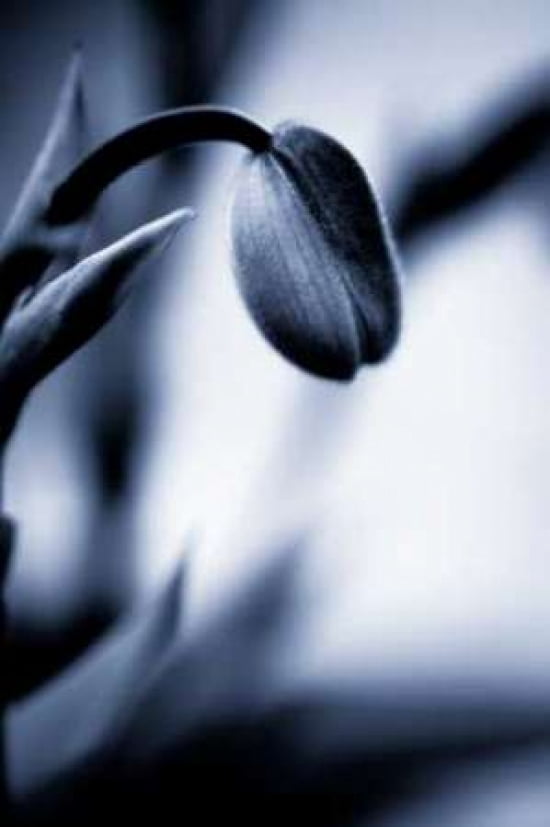 Blue Orchid I Canvas Art - Beth Wold (12 x 18)