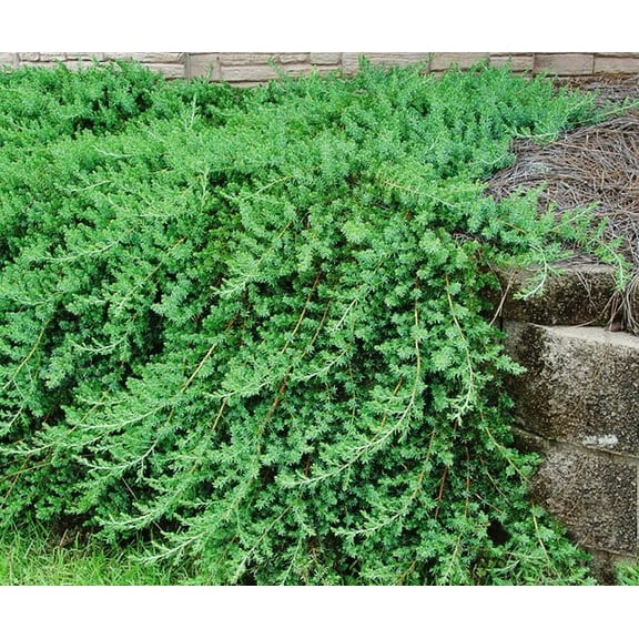 Blue Pacific Juniper  1 Extra Large 3 Gallon Plant  Live Fast-Growing Ground Cover Shrub, Drought-Tolerant, Low-Maintenance Landscaping Plant