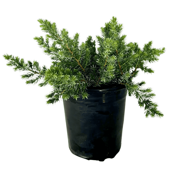 Expert Gardener Blue Pacific Juniper (2.5 Quart) Low-Growing Evergreen Groundcover - Live Outdoor Plant