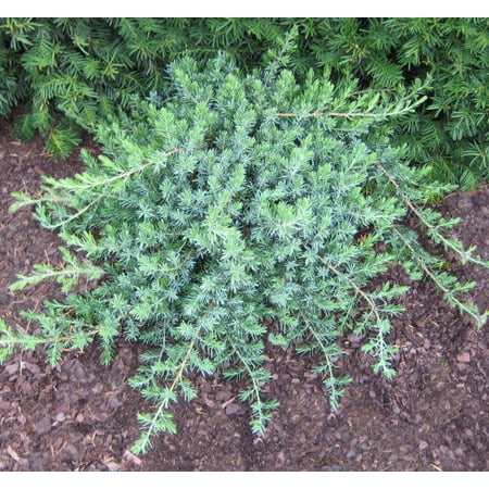 Blue Pacific Juniper - 3 Gallon Evergreen Shrub