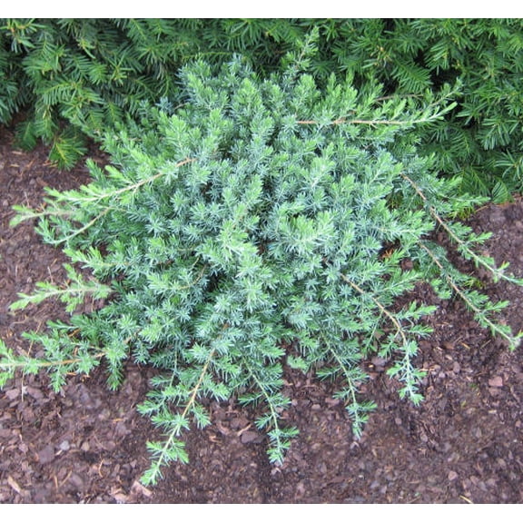 Blue Pacific Juniper - 3 Gallon Evergreen Shrub