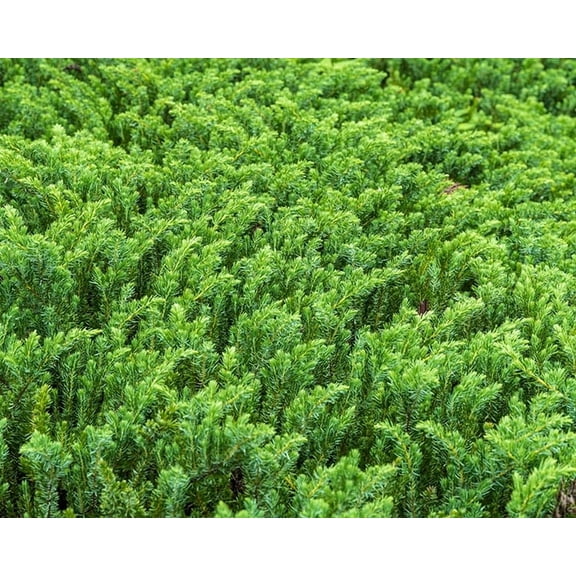 Blue Pacific Juniper in a #1 container