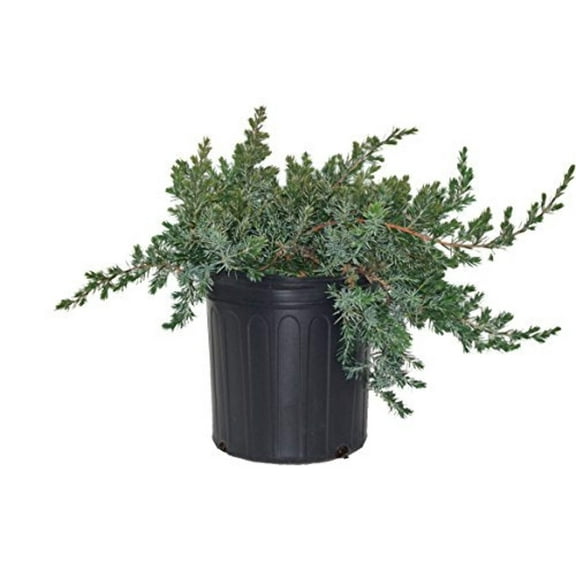 Blue Pacific Juniper