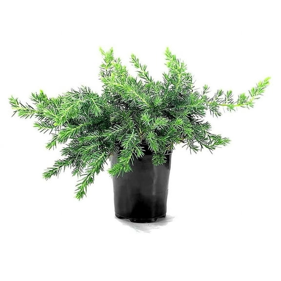 Juniper Blue Pacific  1 Live 4 Inch Pot  Juniperus conferta 'Blue Pacific'  Evergreen Ground Cover Plants  Drought-Tolerant Landscaping Shrub