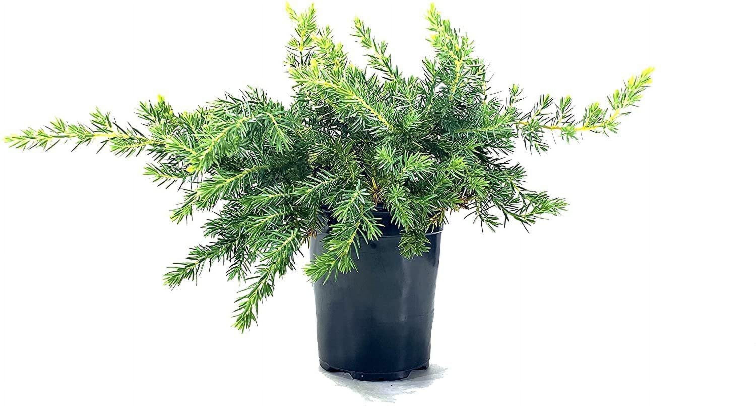 Keteleeri Juniper 1 Live Gallon Size Tree Juniperus