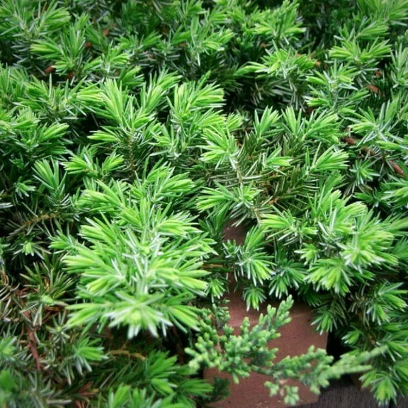 Blue Pacific Shore Juniper - 3 Gallon Pot, Live Coniferous Shrub, Groundcover, Full Sun, Outdoor