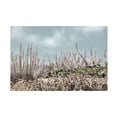 thumbnail image 1 of Blue Palomino 'Beach Sage In Silver' Canvas Art, 1 of 3