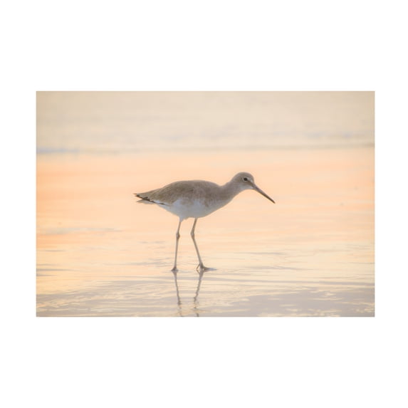 Blue Palomino 'Good Morning Piper' Canvas Art